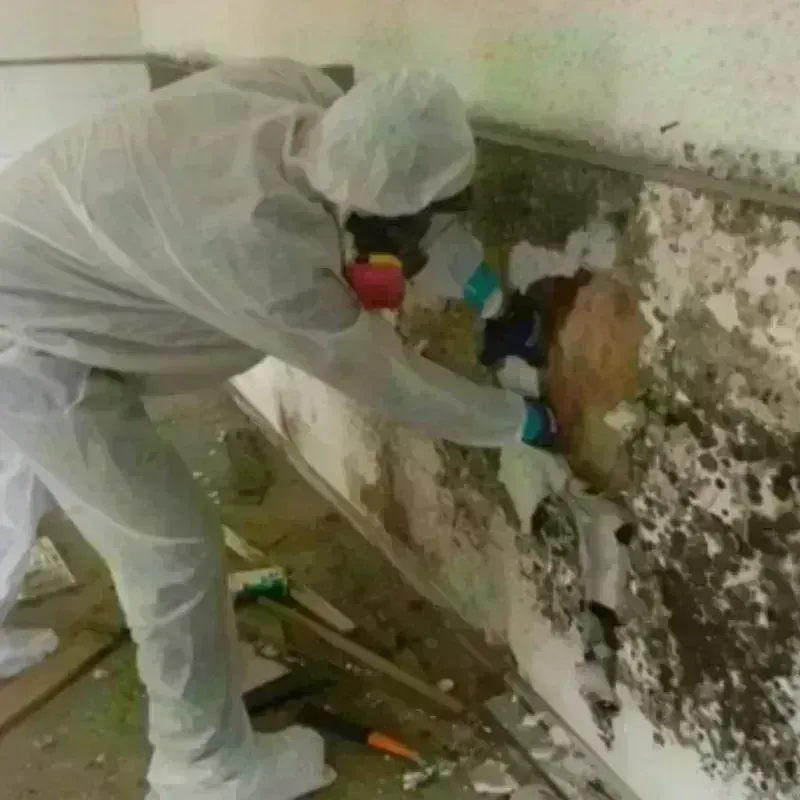 Mold Remediation and Removal in Arcade, NY